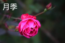 月季和玫瑰有什么區(qū)別？認(rèn)準(zhǔn)這二點(diǎn)準(zhǔn)沒(méi)錯(cuò)！