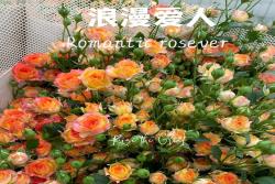 浪漫愛人Romantic Rosever