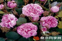 苔蘚/百葉薔薇centifolia muscosa