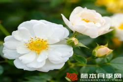 白色蜜蜂樂園Bienenweide White