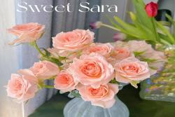 甜蜜薩拉Sweet Sara