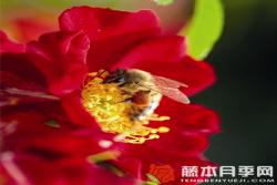 紅色蜜蜂樂園Bienenweide Rot