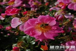 玫紅蜜蜂樂園Bienenweide Rosa