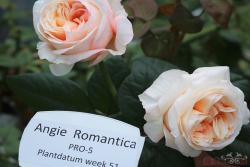 浪漫安琪Angie Romantica