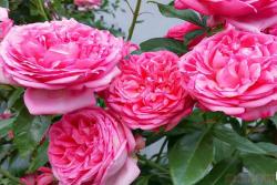 莫利納之花 La Rose de Molinard