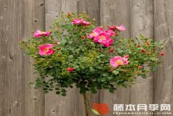 玫紅蜜蜂樂園Bienenweide Rosa