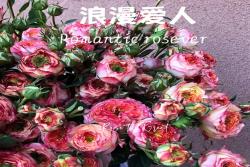 浪漫愛人Romantic Rosever