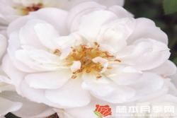 白色蜜蜂樂園Bienenweide White