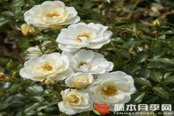 乳白色蜜蜂樂園Bienenweide? Ivory