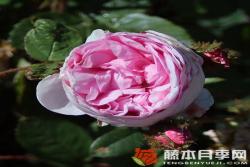 苔蘚/百葉薔薇centifolia muscosa