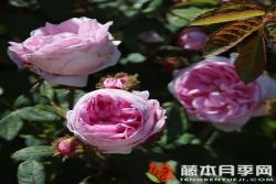 苔蘚/百葉薔薇centifolia muscosa